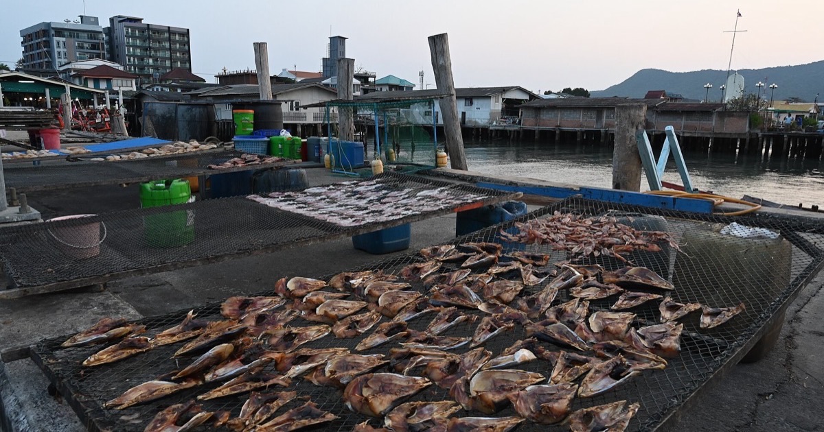 Fishing Trips in Pattaya: What Fish Can You Catch in 2026